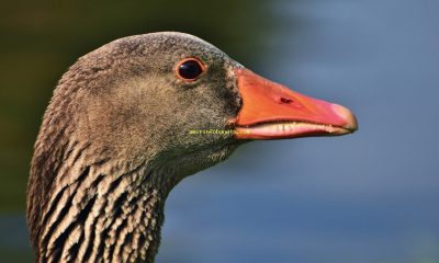 Discover the 5 Levels of Animal Classification for Better Understanding