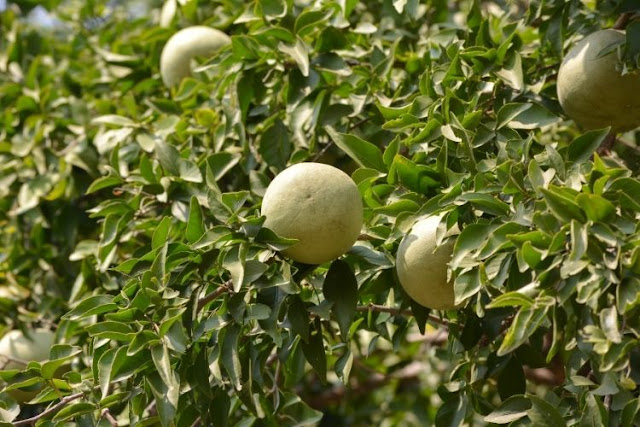 গ্যাস্ট্রিক বা আলসার কমাতে উপকারিতাঃ